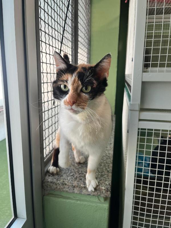MILADY BELLISSIMA CALICO' Foto 6